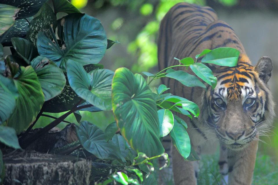 10 Hewan Buas di Indonesia Ini Terancam Punah